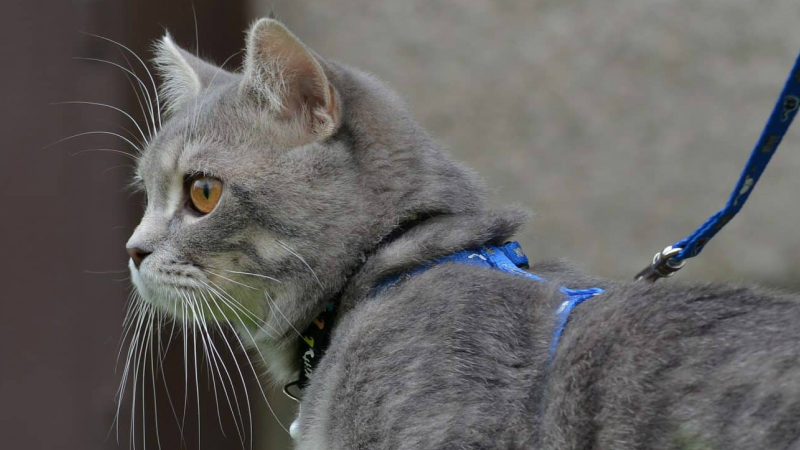 Cuando Empiezan A Caminar Los Gatos