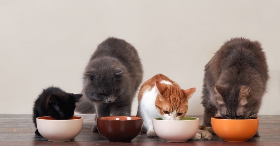 Nutrición básica para gatos RINCON DE LOS GATOS